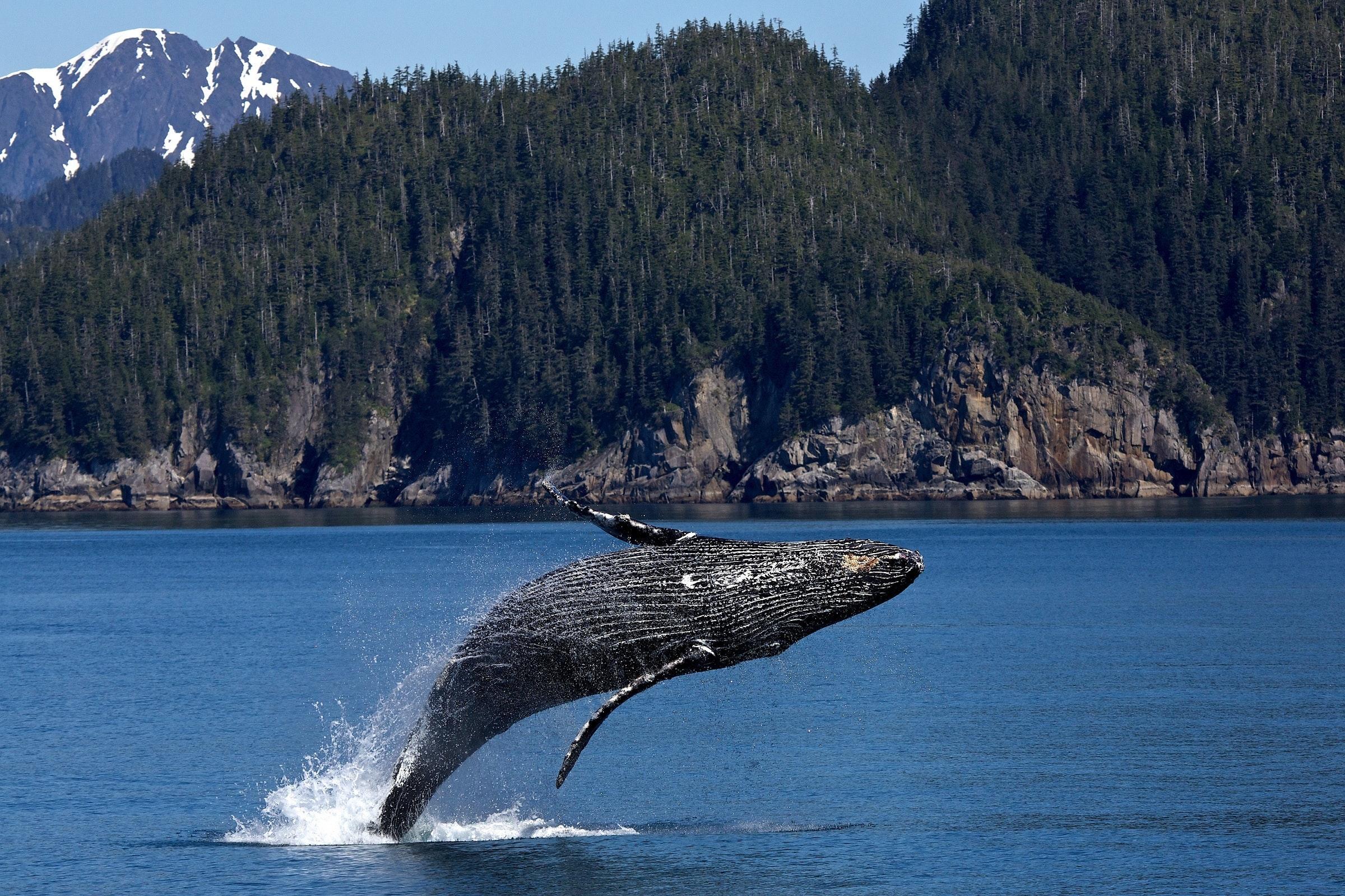 Jak najít nejlepší místa pro pozorování velryb