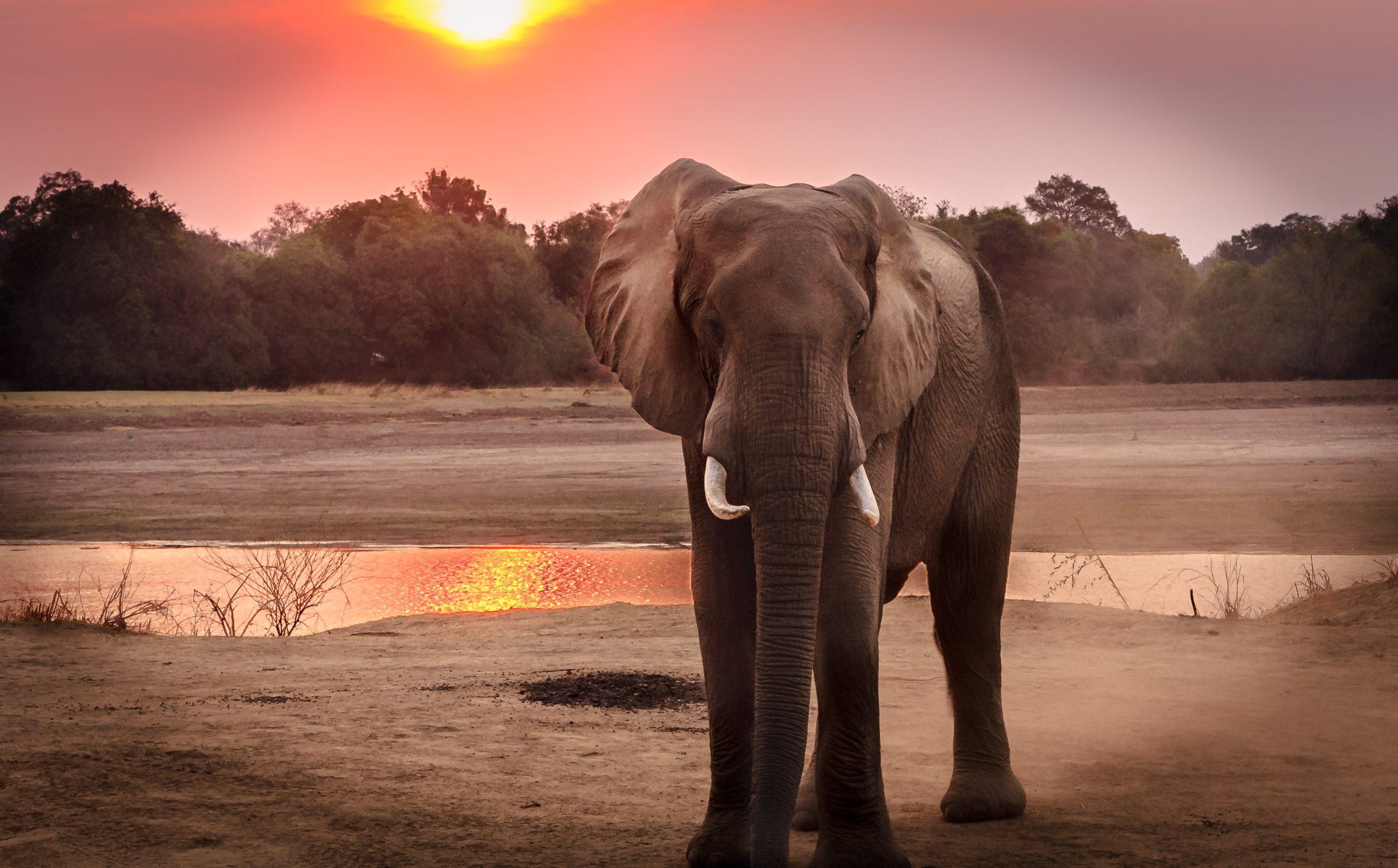 Jak najít nejlepší místa pro pozorování slonů