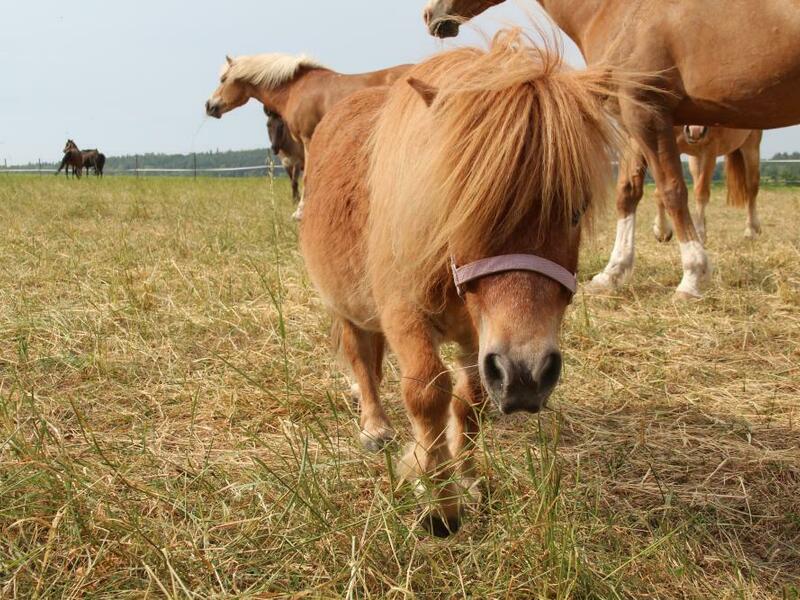 Den na ranči pro milovnici koní - Obrázek 5
