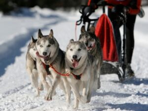 Mushing – jízda se psím spřežením