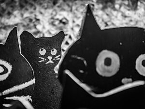 Úniková hra – Planeta koček