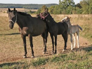 Jezdecký areál Trnová – rekreační jízda na koni – Vodění dětí na ponících
