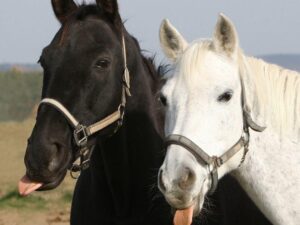Jezdecký areál Trnová – rekreační jízda na koni – Jízda na koni s vodičem