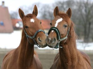 Jezdecký areál Trnová – rekreační jízda na koni – Terénní vyjížďka
