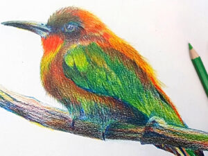 Online kurzy kreslení – 29 různých kurzů v pohodlí domova – Ptáček pastelkou moderně a od začátku – online kurz