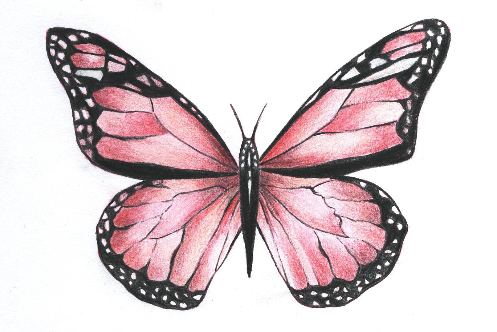 Online kurzy kreslení - 29 různých kurzů v pohodlí domova - Motýl pastelkou moderně a od začátku- online kurz - Obrázek 2