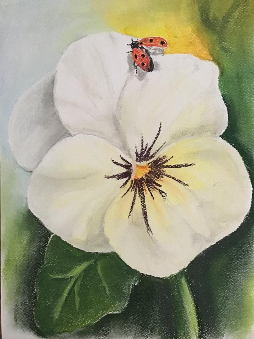 Online kurzy kreslení - 29 různých kurzů v pohodlí domova - Maceška pastelem snadno a krásně - online kurz - Obrázek 3