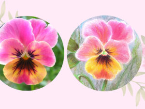 Online kurzy kreslení – 29 různých kurzů v pohodlí domova – Maceška pastelem snadno a krásně – online kurz