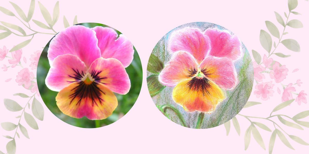 Online kurzy kreslení - 29 různých kurzů v pohodlí domova - Maceška pastelem snadno a krásně - online kurz