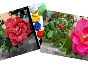 Online kurzy kreslení – 29 různých kurzů v pohodlí domova – Růže akrylem na plátno – online kurz