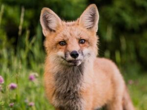 Kvíz na doma – tematické speciály – Zvířata – 34 otázek