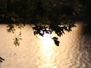 Rybaření na rybníku Záhumenný – Noční rybaření