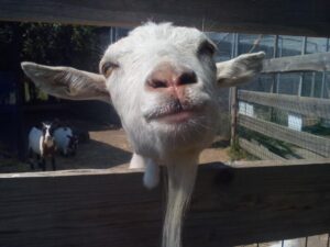 Kozotreking – procházka s kozami na Statku u Merlina