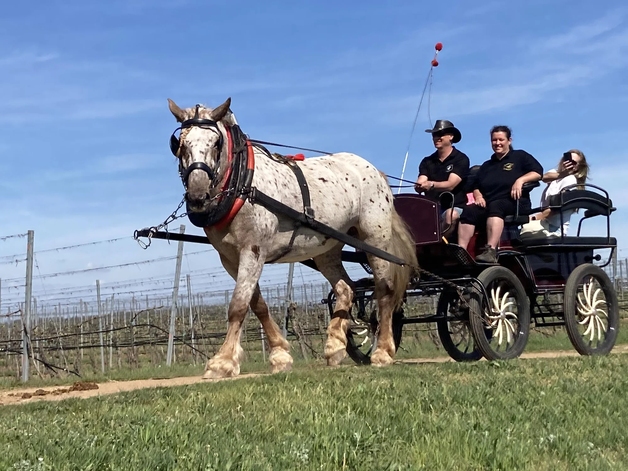 Farma u Znojma: strava i projížďka na koni či v kočáře - Obrázek 7