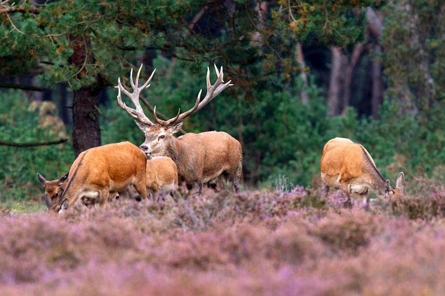 Holandsko: v 3* hotelu To nejlepší z Amsterdamu + Giethoorn + národní park (letecky z Prahy) - Obrázek 5