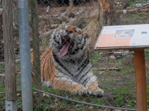Ošetřovatelem v zoo na jeden den + nocování