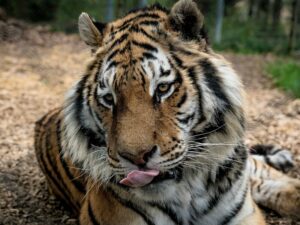 Zážitková noc v zoo