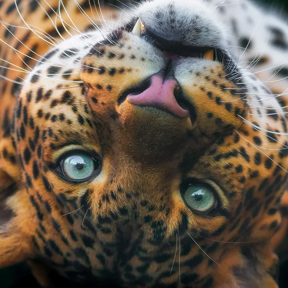 Fotografický kurz v zoo s Patrikem Staňkem - Obrázek 2