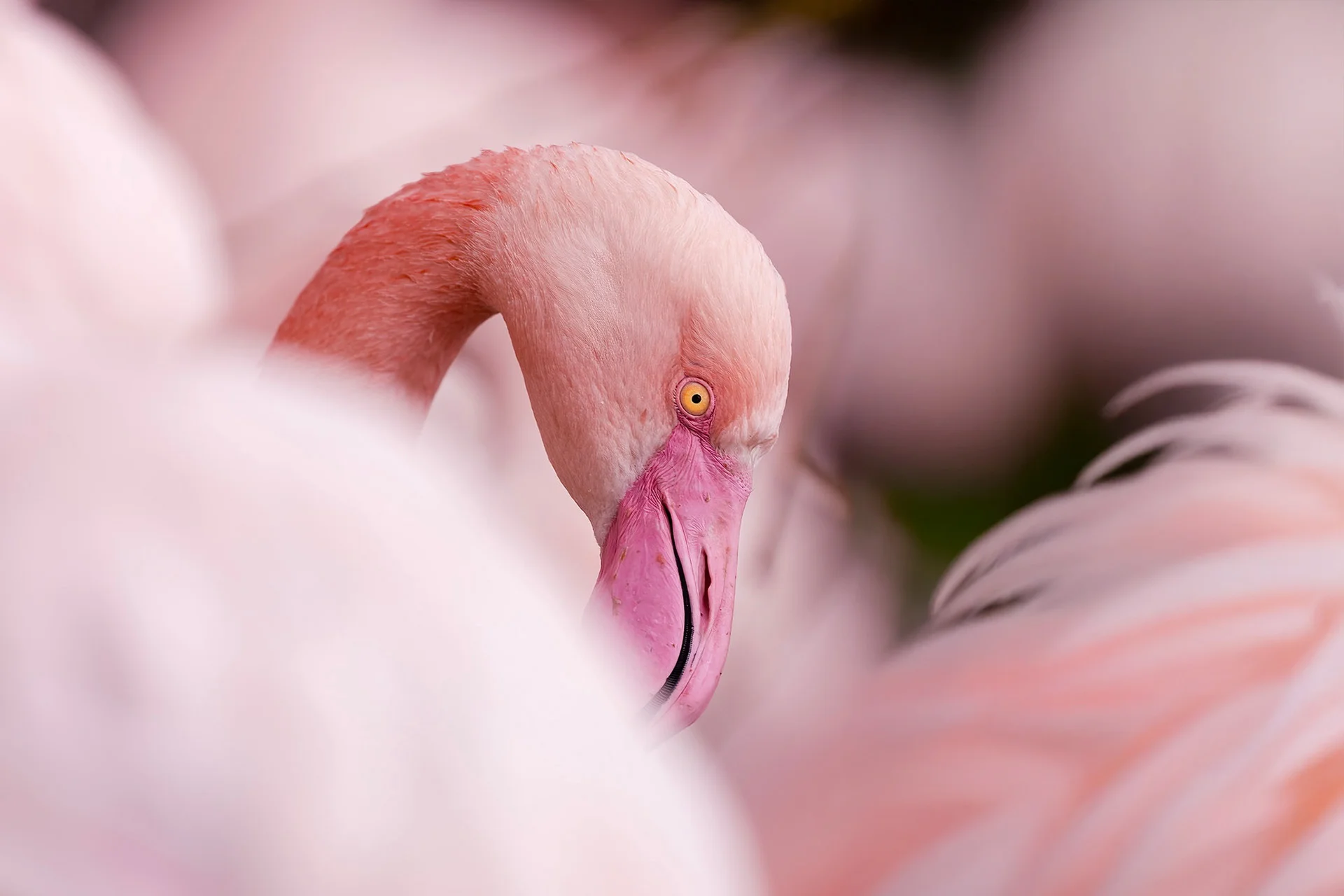 Fotografický kurz v zoo s Patrikem Staňkem - Obrázek 5