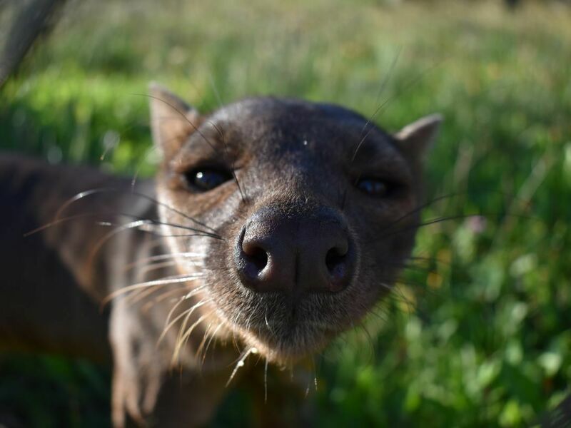 VIP vstup do Zoo Tábor s ošetřovatelem až pro 4 osoby - Obrázek 2