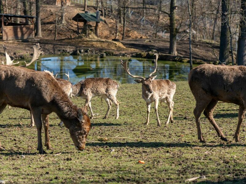 VIP vstup do Zoo Tábor s ošetřovatelem až pro 4 osoby - Obrázek 3