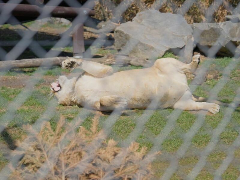 VIP vstup do Zoo Tábor s ošetřovatelem až pro 4 osoby - Obrázek 5