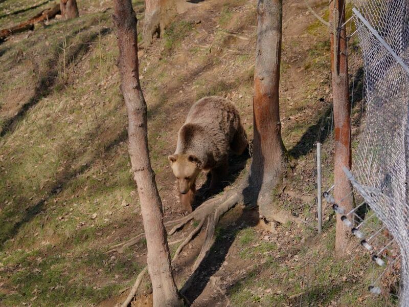VIP vstup do Zoo Tábor s ošetřovatelem až pro 4 osoby - Obrázek 7
