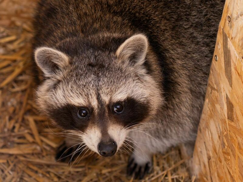 VIP vstup do Zoo Tábor s ošetřovatelem až pro 4 osoby - Obrázek 8