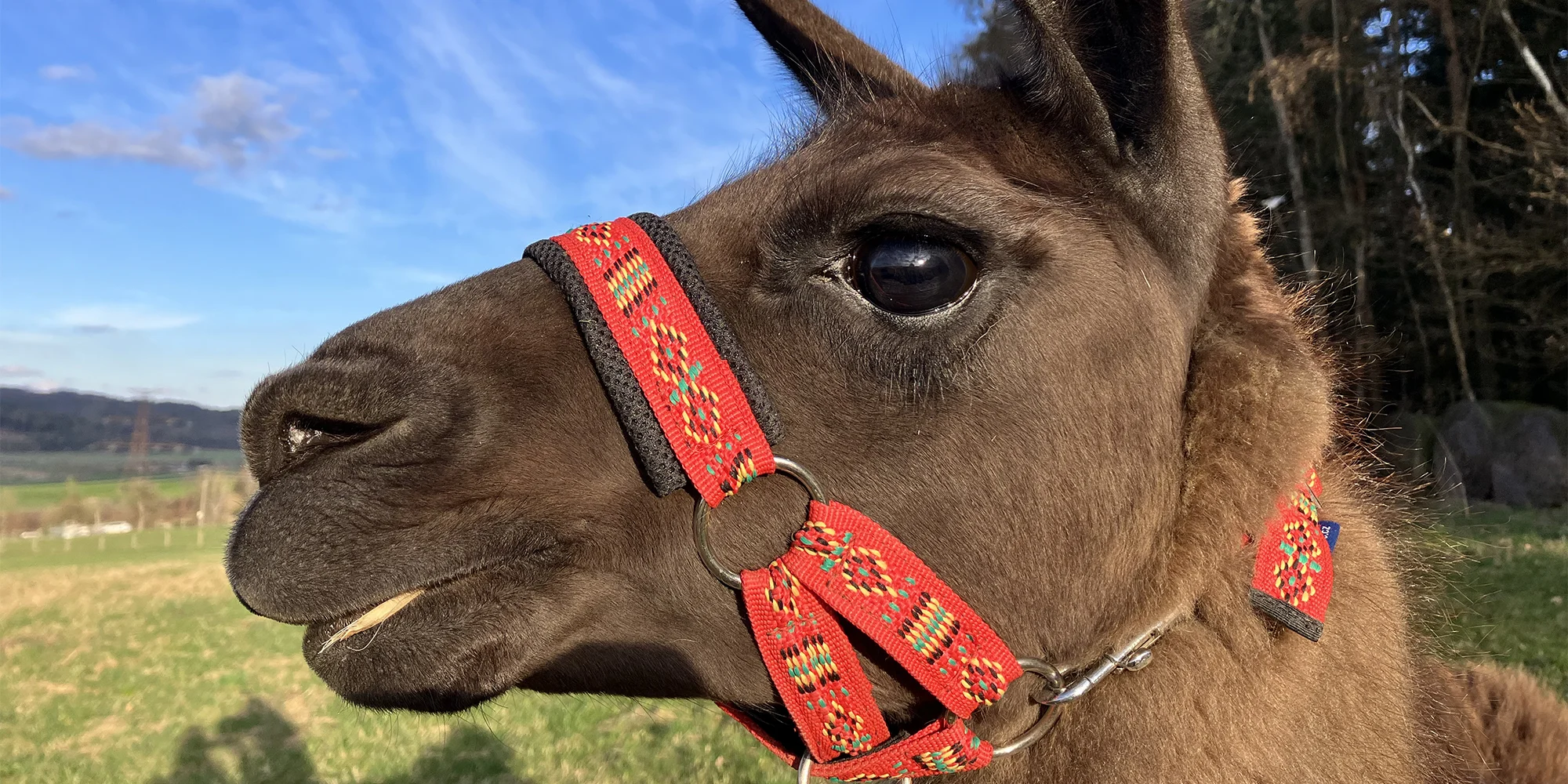 Zážitkový balíček na farmě vč. lamatrekingu - Obrázek 3