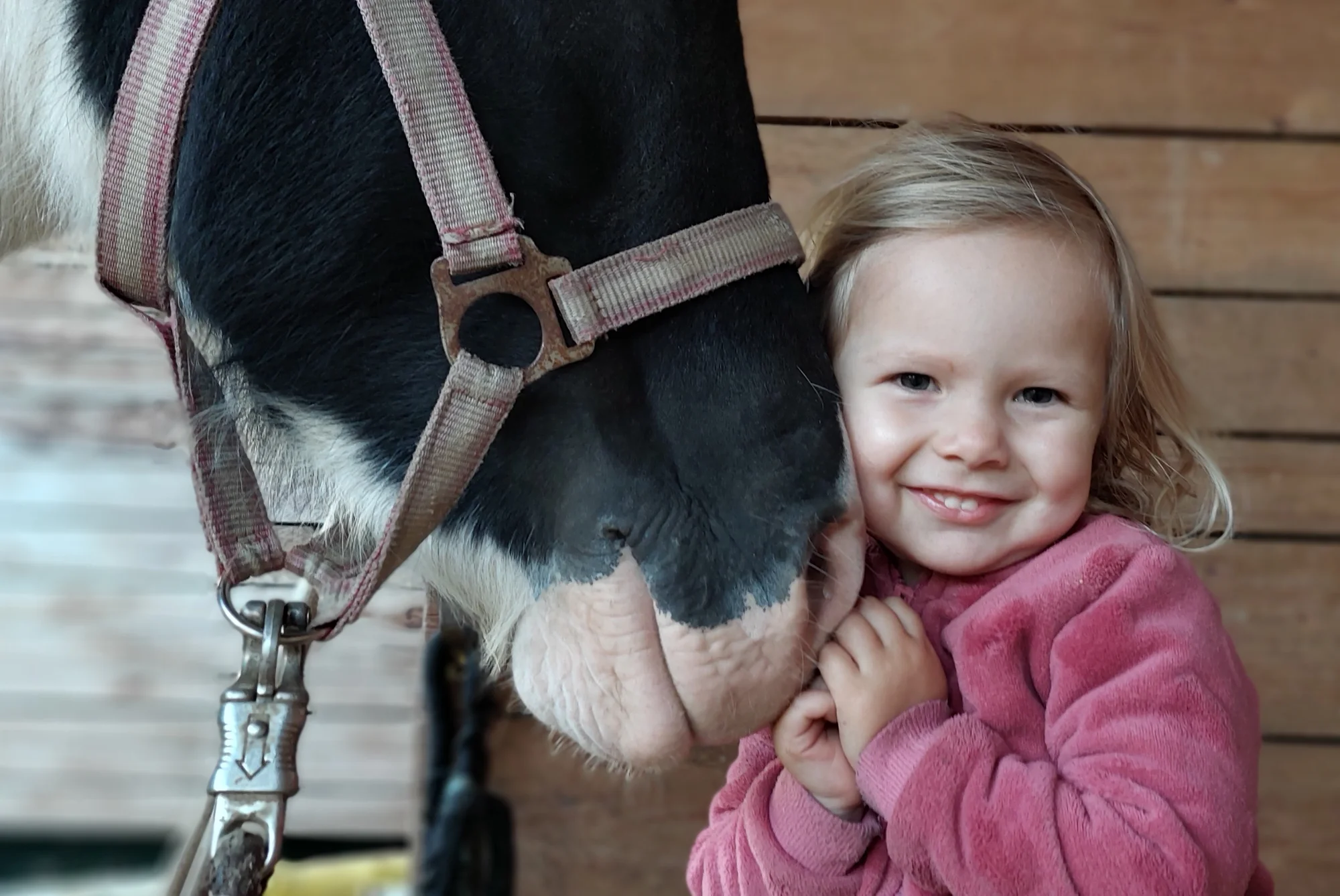 Procházka s kozou i svezení na poníkovi - Obrázek 6