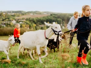 Procházka s kozou i svezení na poníkovi