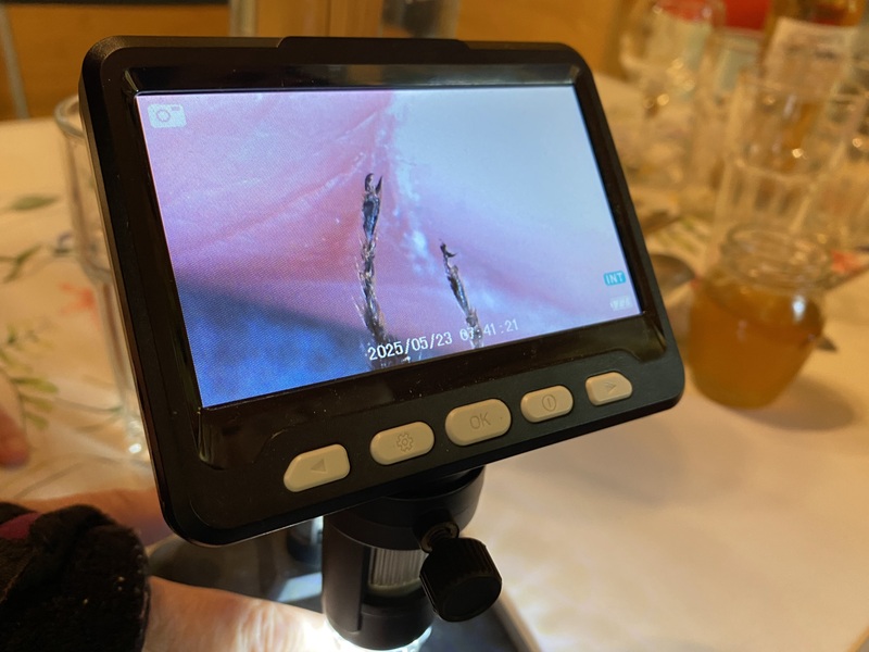 Včelařem na zkoušku - Obrázek 7