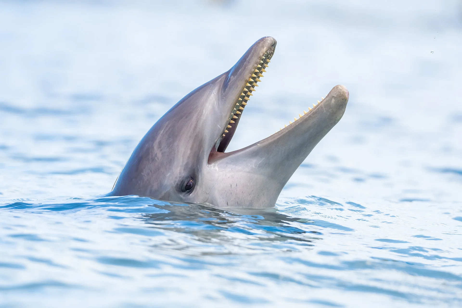 Fotografický kurz v zoo s Patrikem Staňkem - Obrázek 9