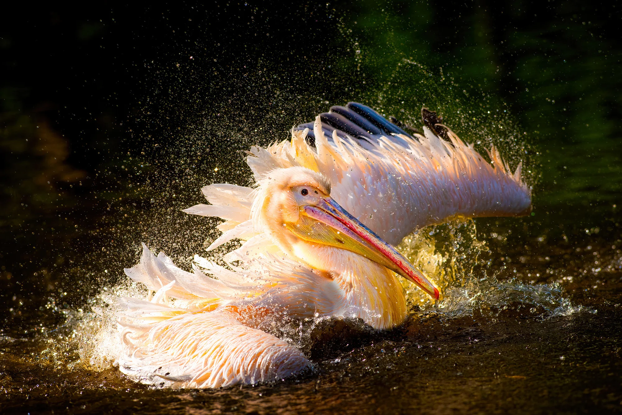 Fotografický kurz v zoo s Patrikem Staňkem - Obrázek 11