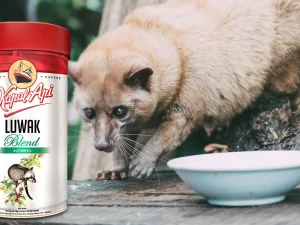 Cibetková káva Kopi Luwak z Indonésie: 200 g, až 4 ks