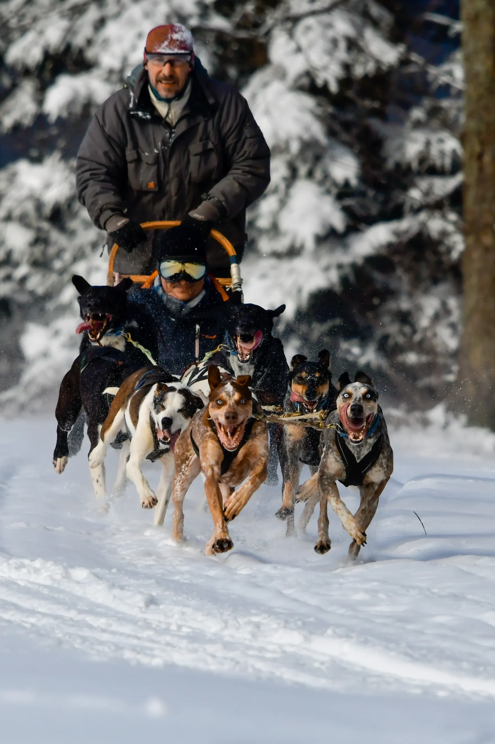 Jízdy se psím spřežením: přes den i v noci - Obrázek 6