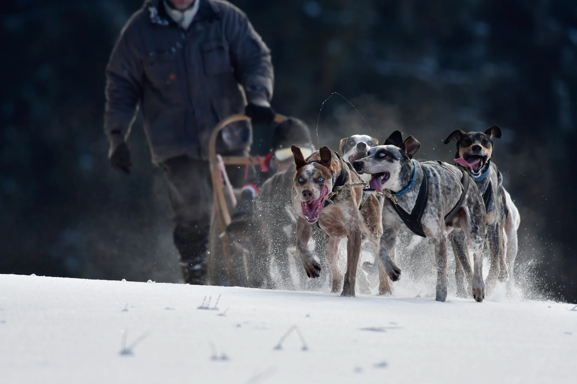 Jízdy se psím spřežením: přes den i v noci - Obrázek 5