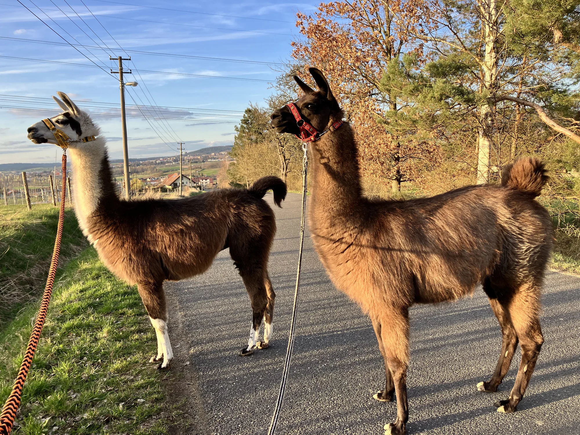 Zážitkový balíček na farmě vč. lamatrekingu - Obrázek 8