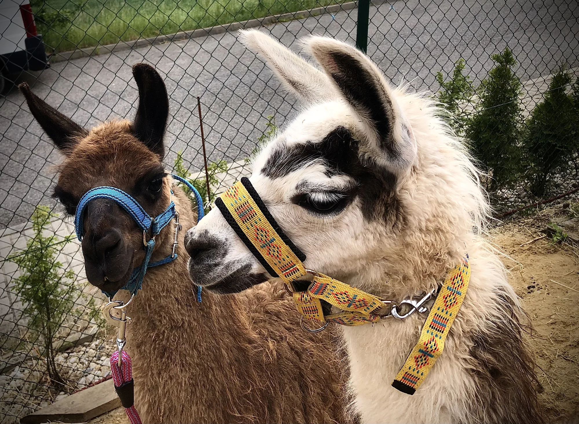 Zážitkový balíček na farmě vč. lamatrekingu - Obrázek 9