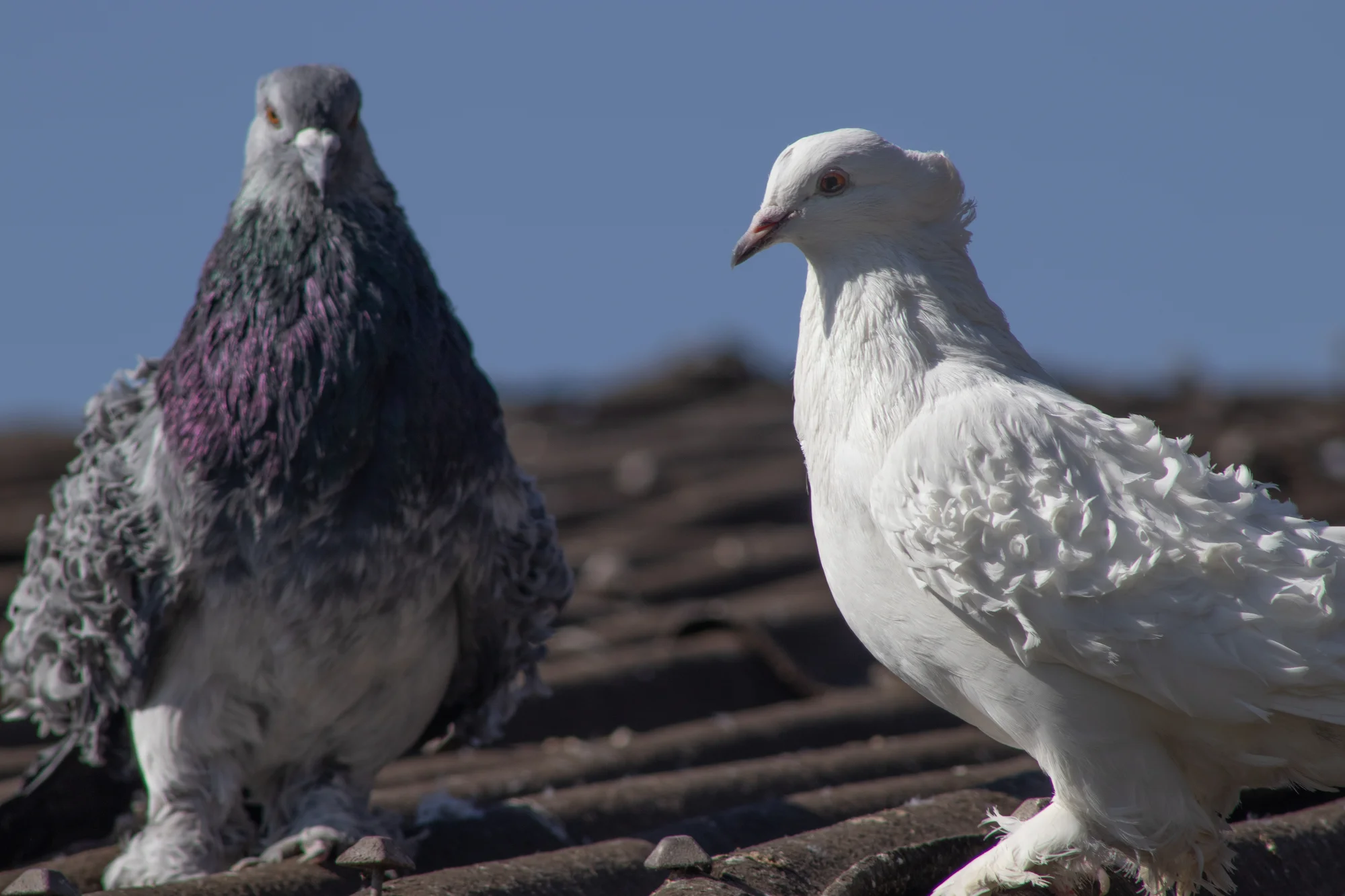 Prohlídka farmy s krmením i adopce sovy či králíka - Obrázek 8