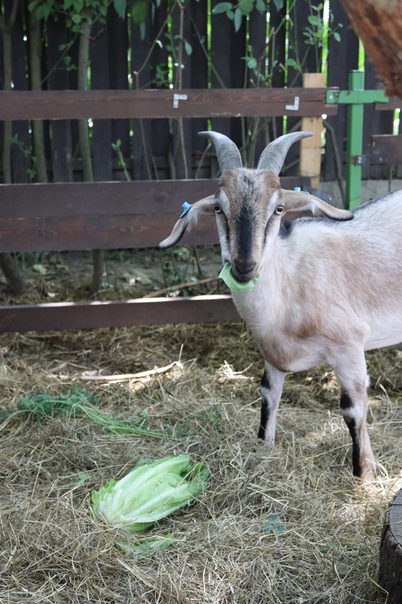 Prohlídka farmy s krmením i adopce sovy či králíka - Obrázek 6