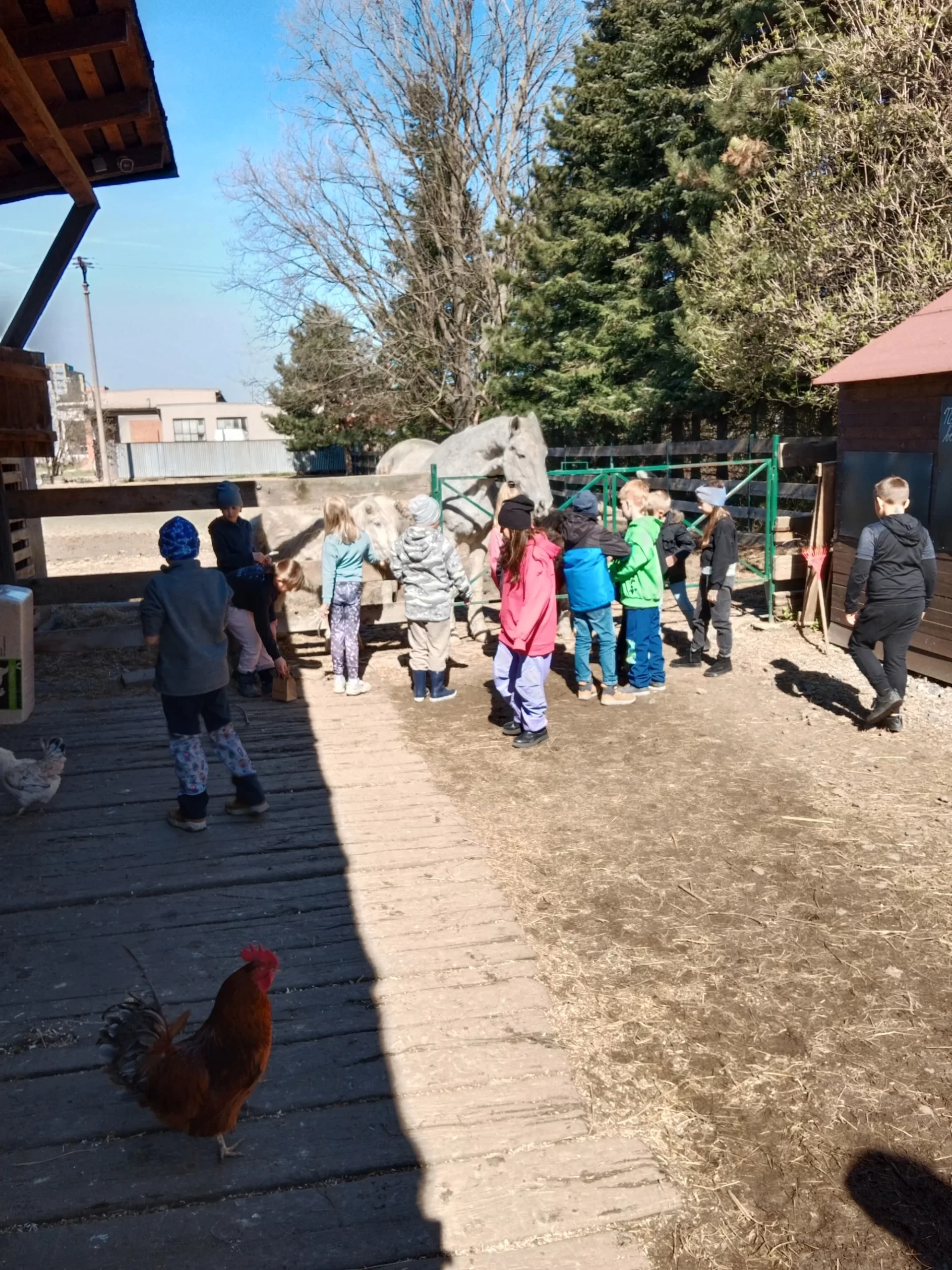 Prohlídka farmy s krmením i adopce sovy či králíka - Obrázek 7