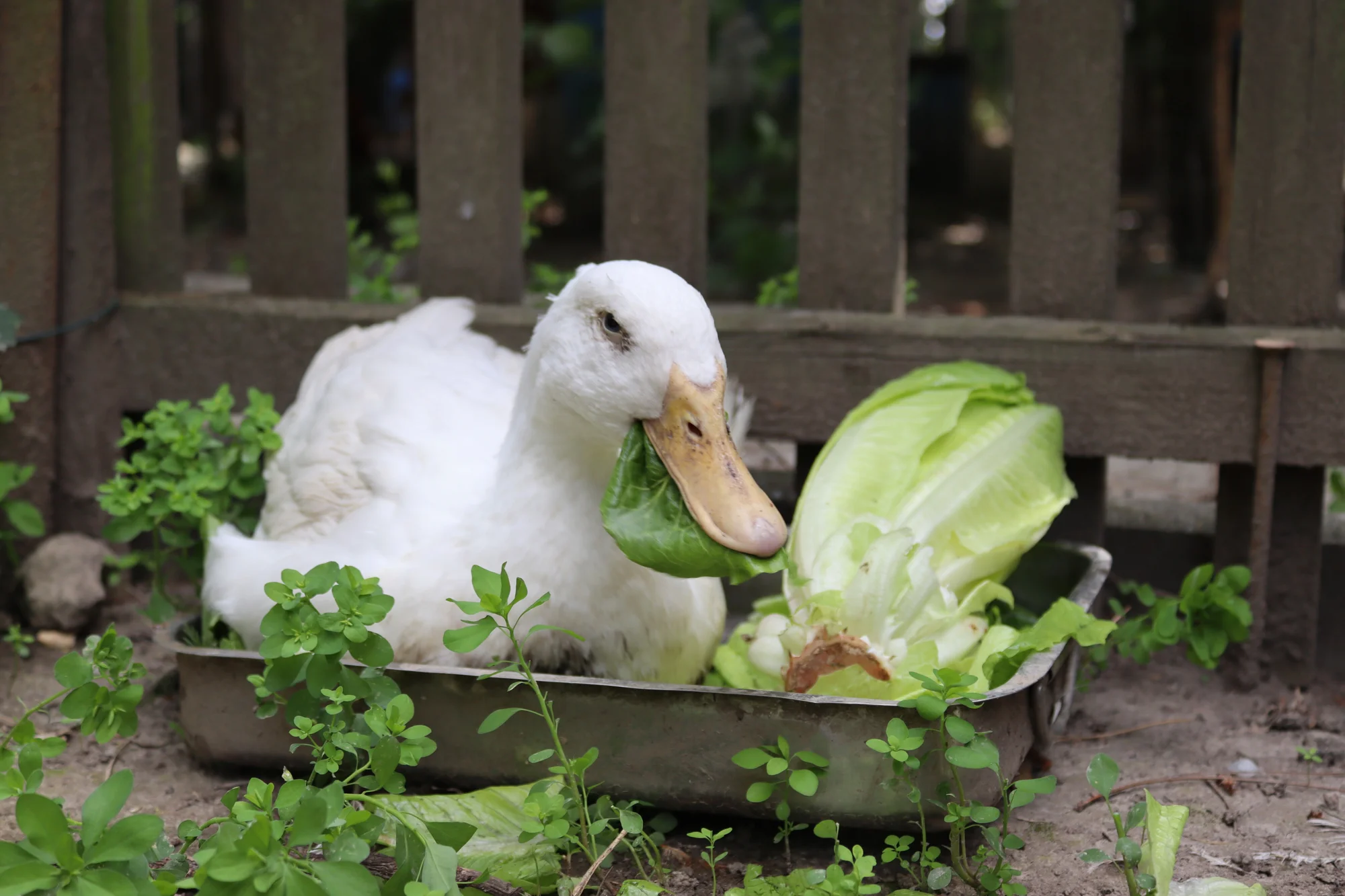 Prohlídka farmy s krmením i adopce sovy či králíka - Obrázek 9