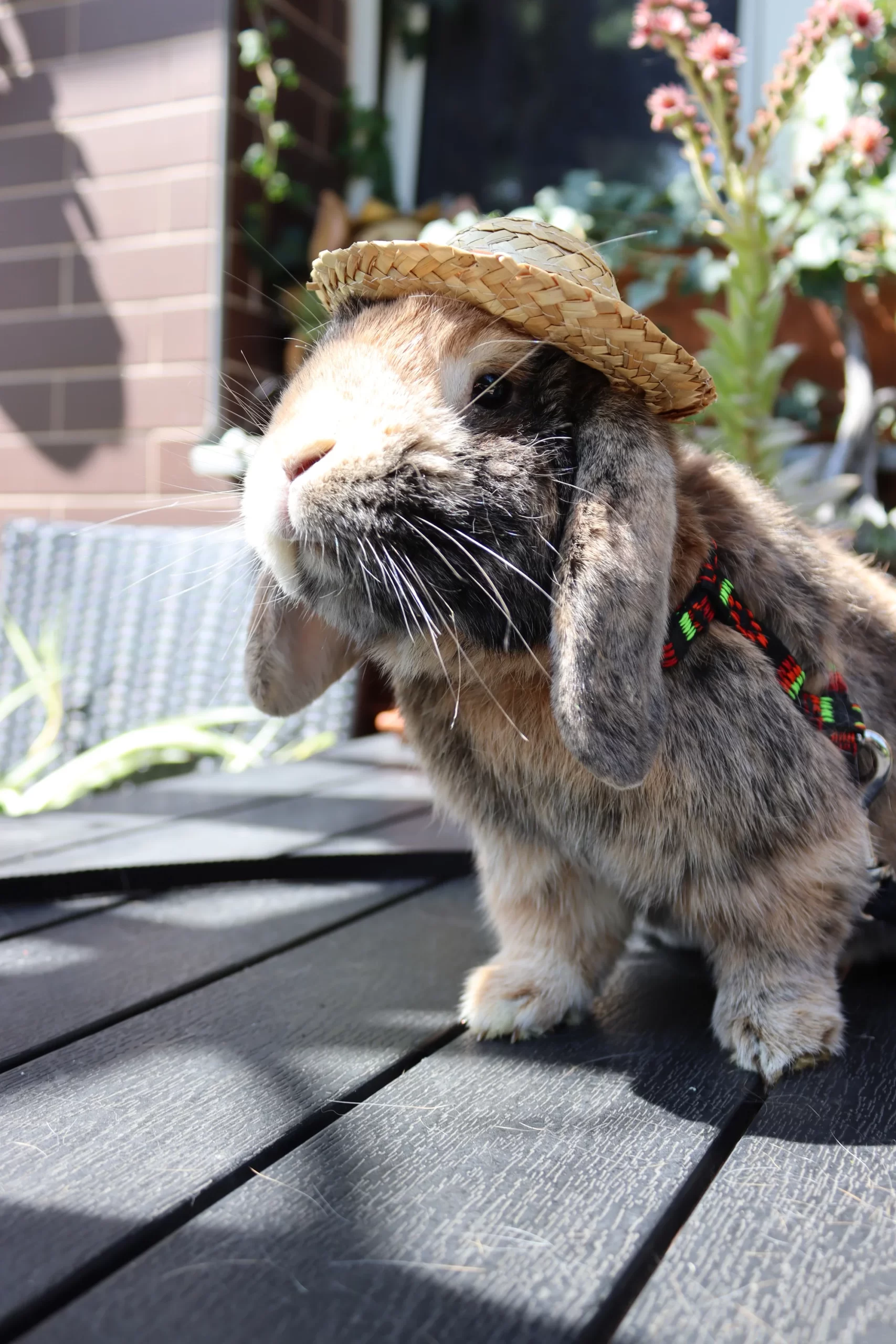 Prohlídka farmy s krmením i adopce sovy či králíka - Obrázek 10