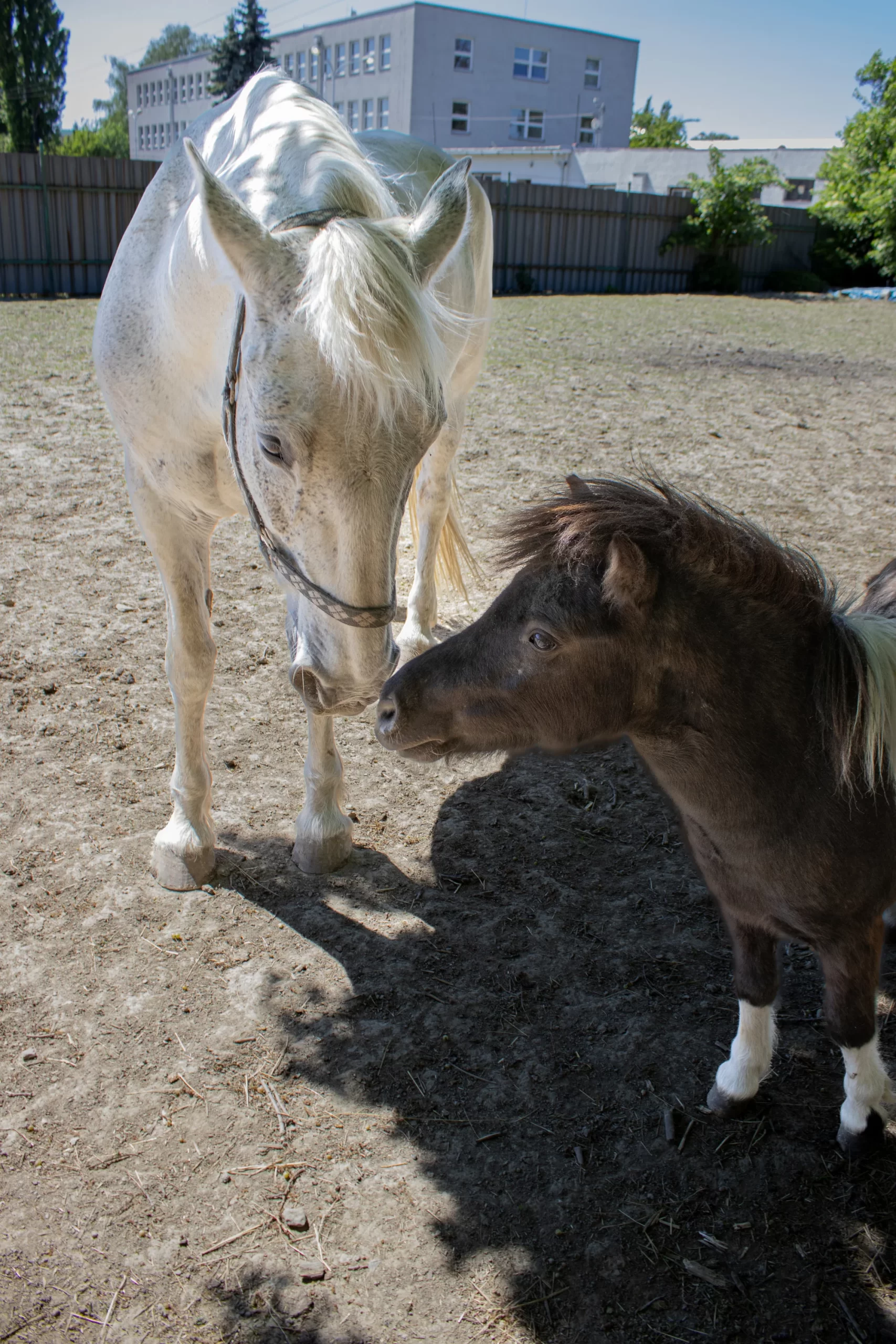 Prohlídka farmy s krmením i adopce sovy či králíka - Obrázek 11
