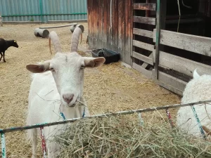 Prohlídka farmy s krmením i farmářem na zkoušku