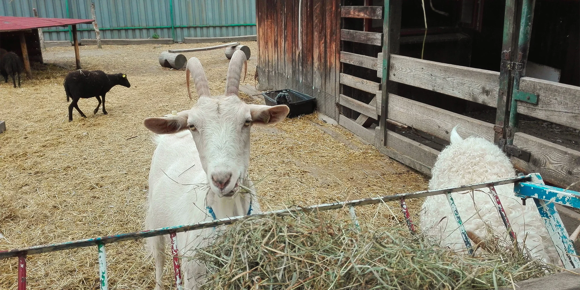 Prohlídka farmy s krmením i adopce sovy či králíka - Obrázek 3