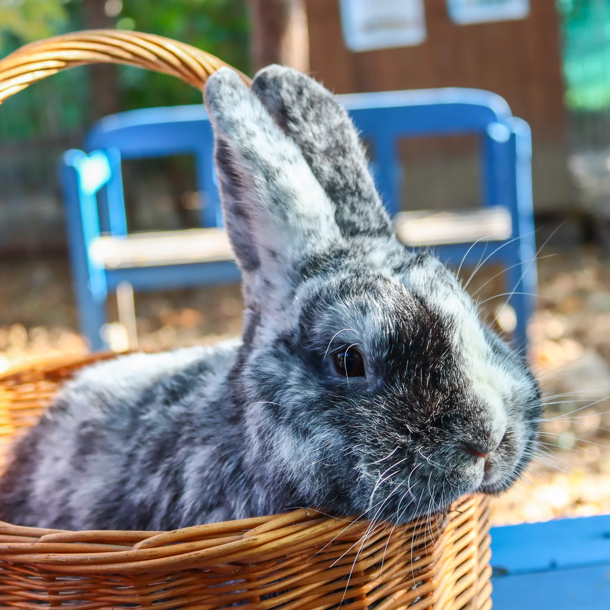 Prohlídka farmy s krmením i adopce sovy či králíka - Obrázek 2