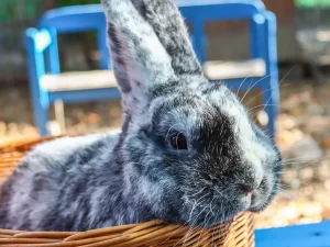 Prohlídka farmy s krmením i adopce sovy či králíka