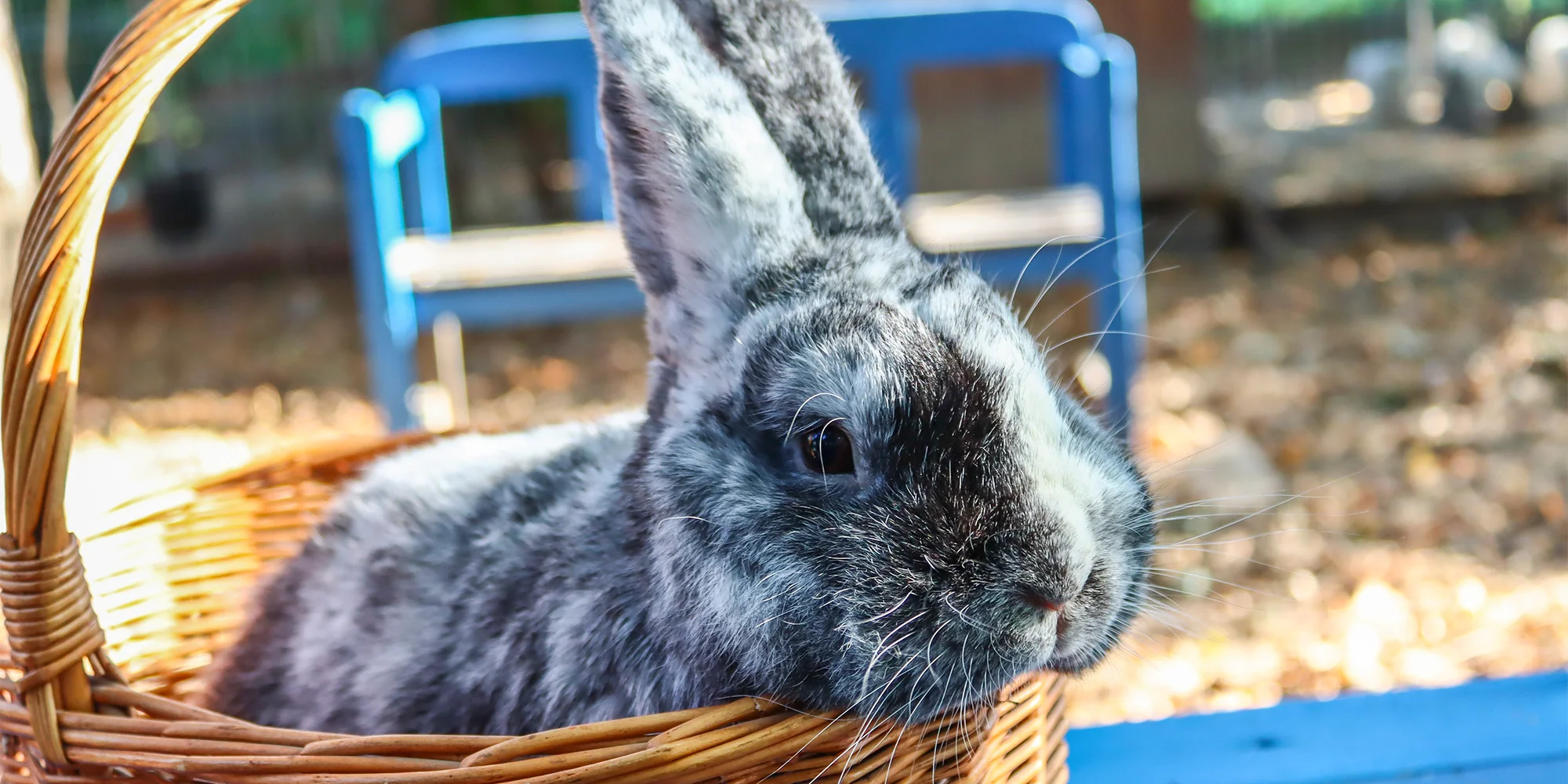 Prohlídka farmy s krmením i adopce sovy či králíka